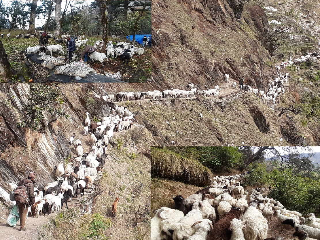 बझाङमा चिसो बढे संगै जाडो छल्न बेशी झर्दै भेडीगोठ